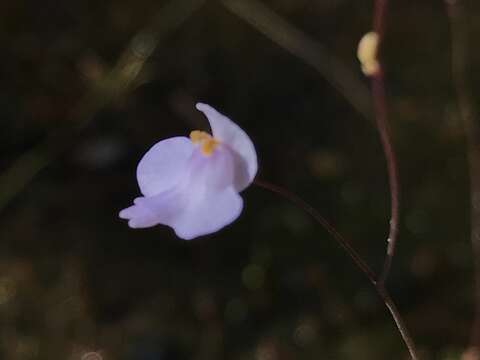 Image of Utricularia biceps Gonella & Baleeiro