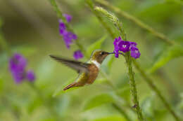 Image of Scintillant Hummingbird