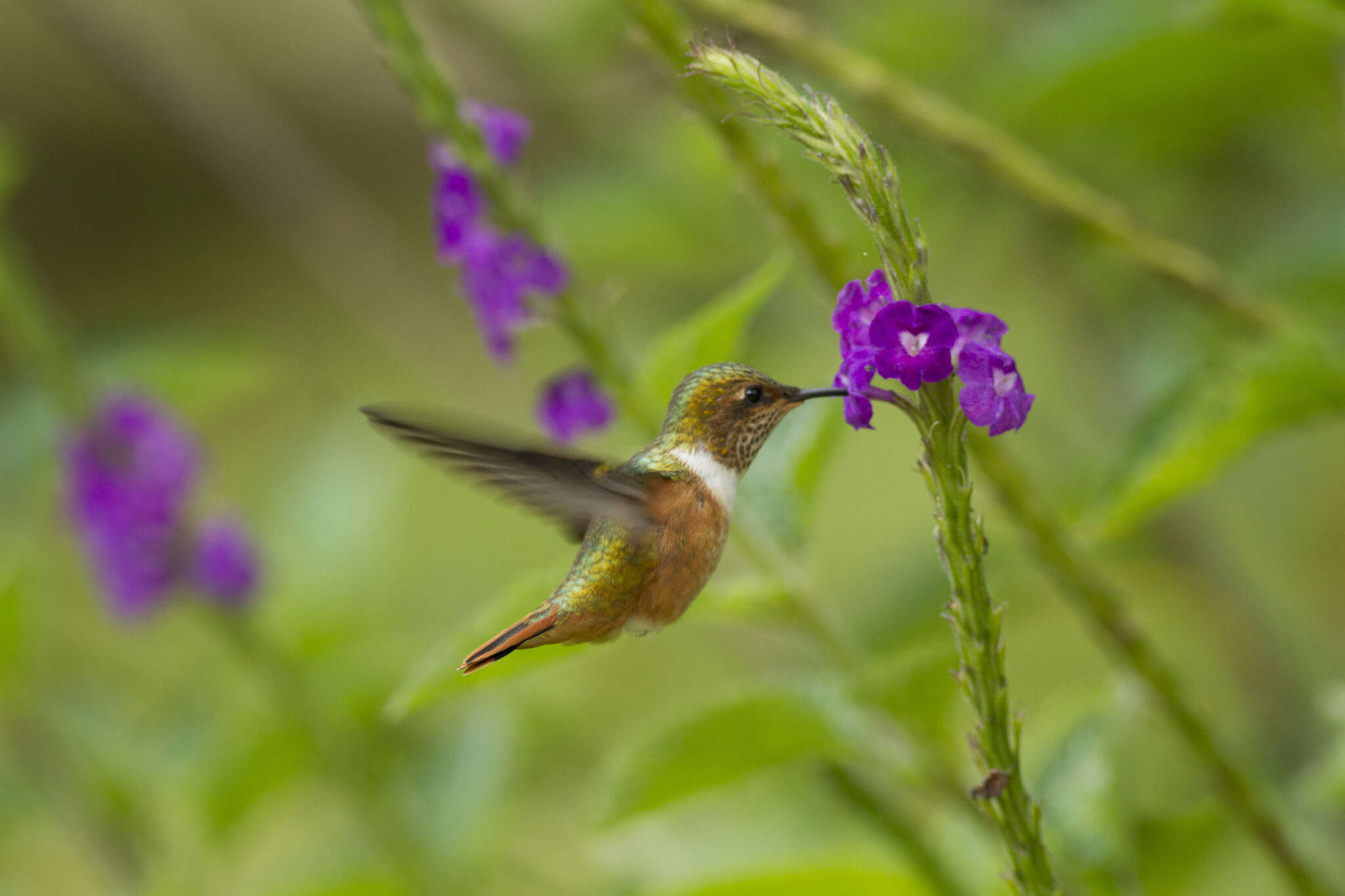 Image of Scintillant Hummingbird