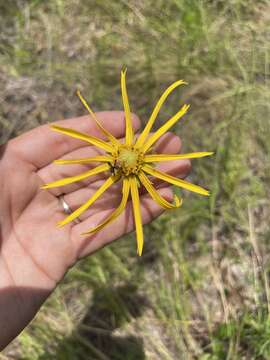 Imagem de Phoebanthus tenuifolia (Torr. & A. Gray) Blake