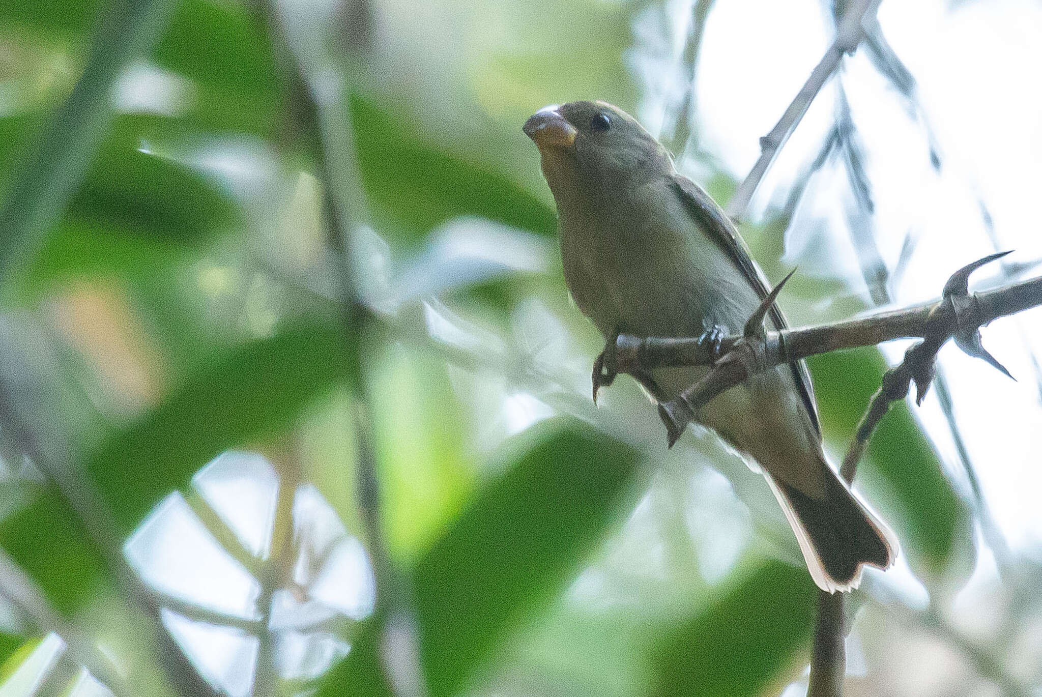 Sporophila falcirostris (Temminck 1820) resmi