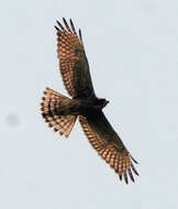 Image of Grey-faced Buzzard