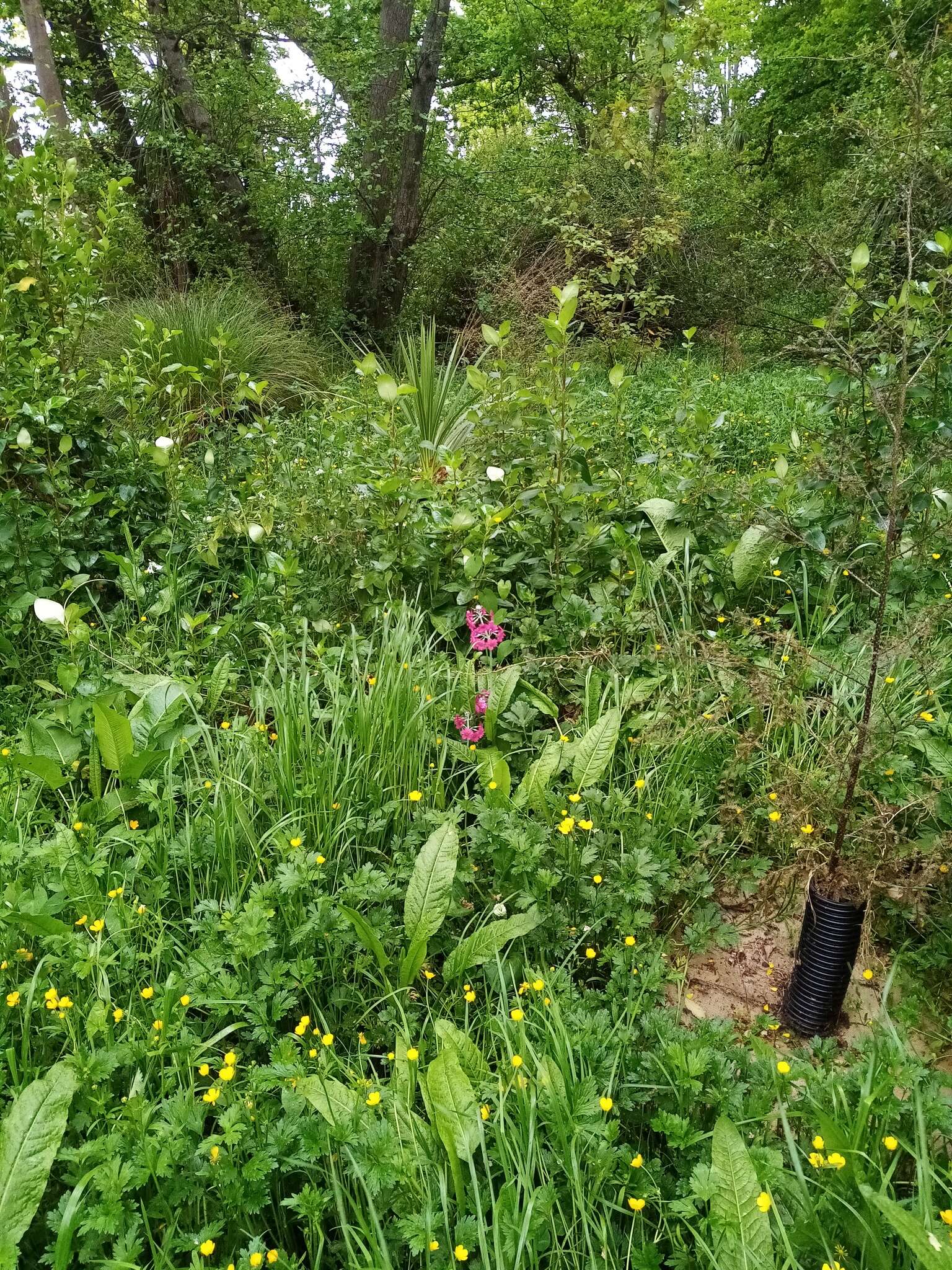 Image of Primula pulverulenta Duthie