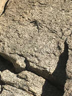 Image of Banded Rock Lizard
