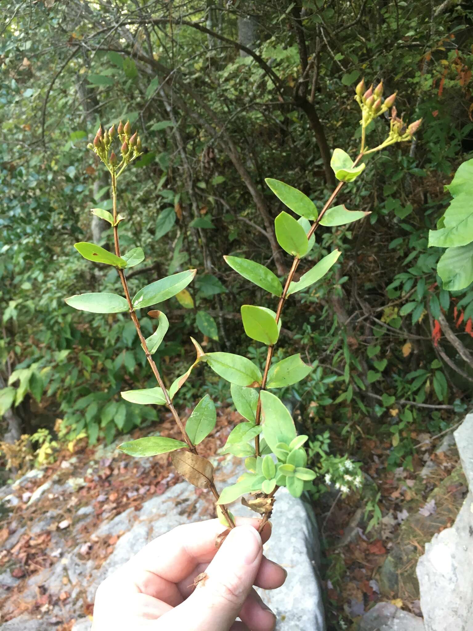 Imagem de Hypericum nudiflorum Michx. ex Willd.