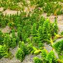 Image of seaside sandplant