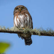 Image of Tamaulipas Pygmy Owl