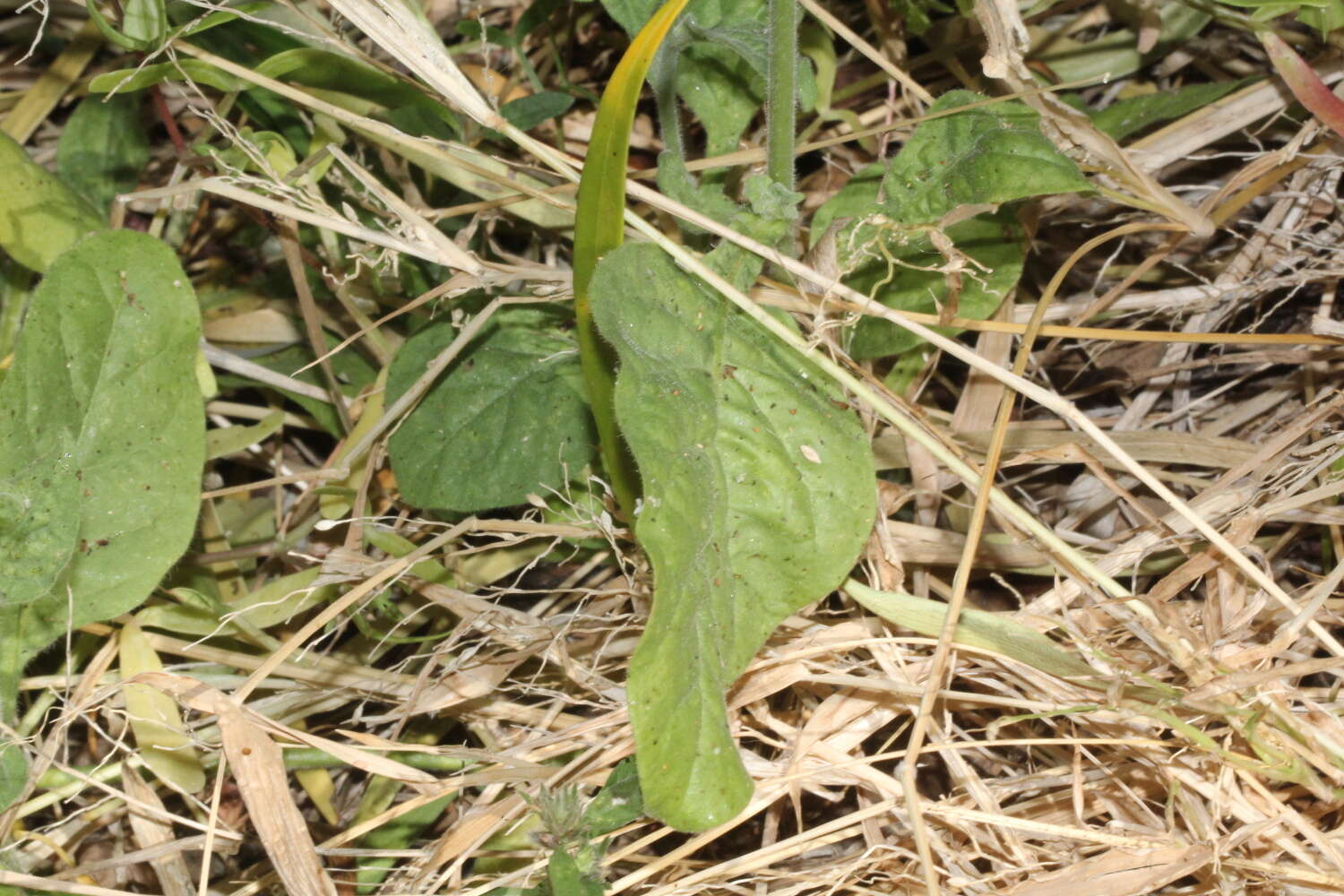 Image de Nicotiana megalosiphon Heurck & Muell.-Arg.