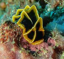 Image of Orange ridge black slug