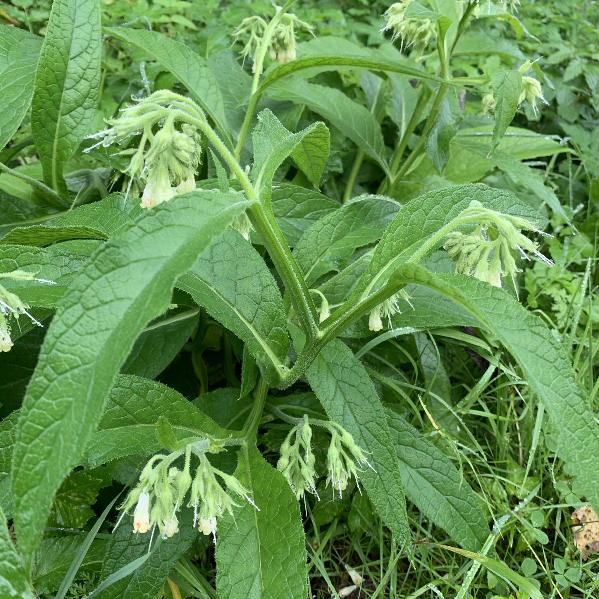 Symphytum officinale subsp. bohemicum (F. W. Schmidt) Celak.的圖片