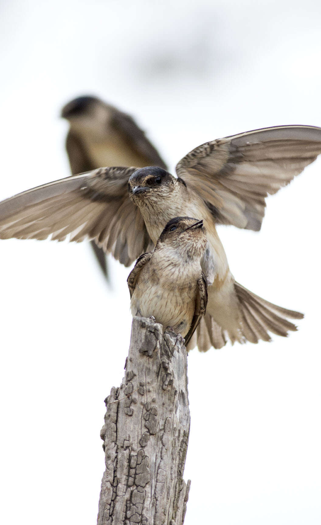 Petrochelidon nigricans (Vieillot 1817) resmi