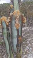 Pilosocereus fulvilanatus (Buining & Brederoo) F. Ritter的圖片