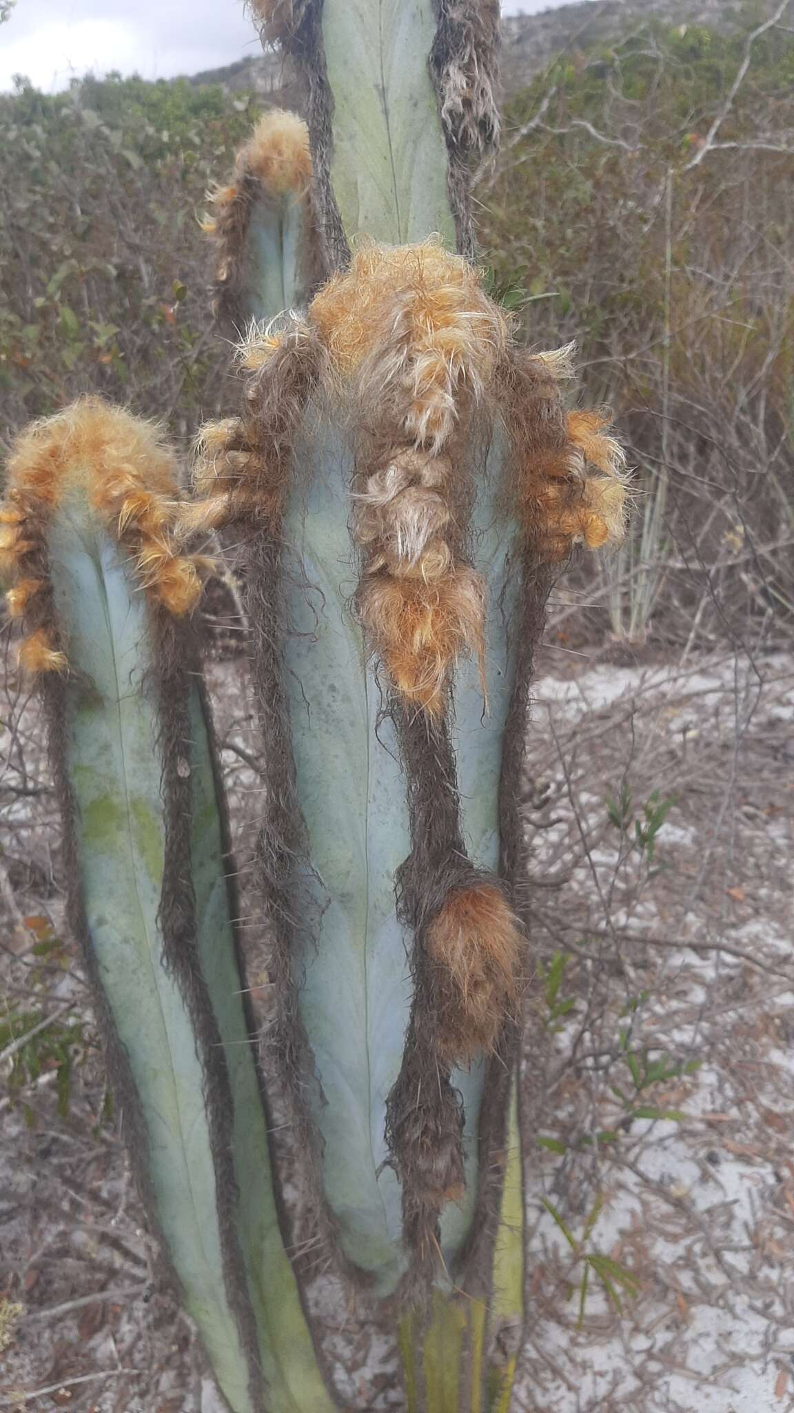 Pilosocereus fulvilanatus (Buining & Brederoo) F. Ritter的圖片