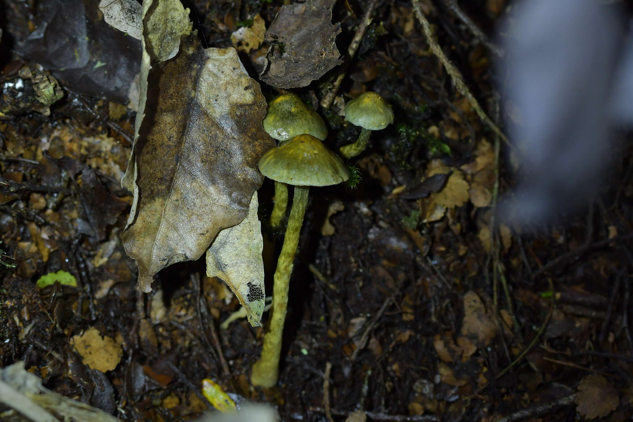 Image of Cortinarius aerugineoconicus E. Horak 1990