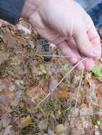 Image de Lonicera canadensis Bartr. ex Marsh.