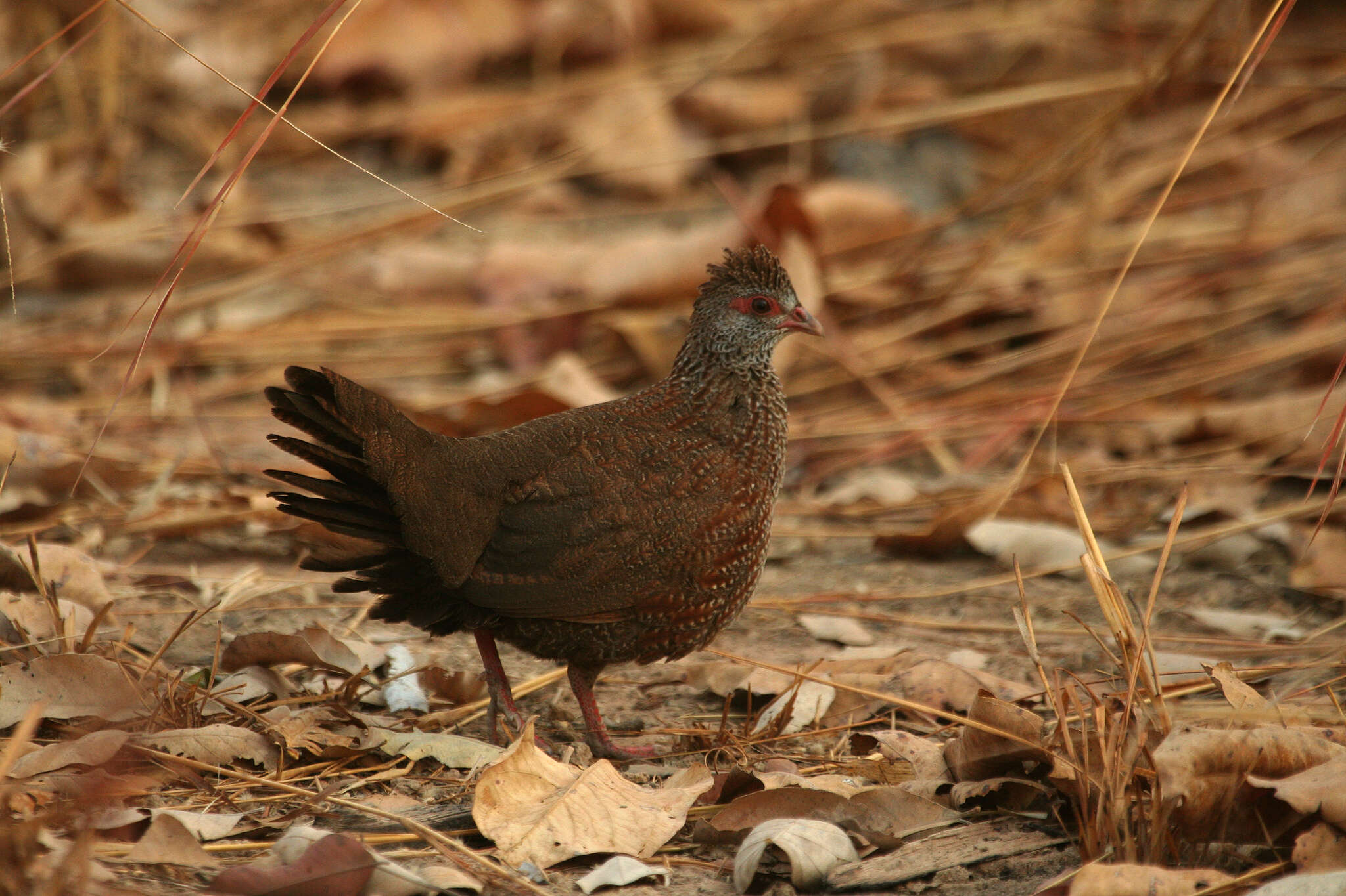 Image of Ptilopachus Swainson 1837