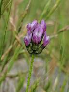 Imagem de Astragalus didymocarpus var. milesianus (Rydb.) Jeps.