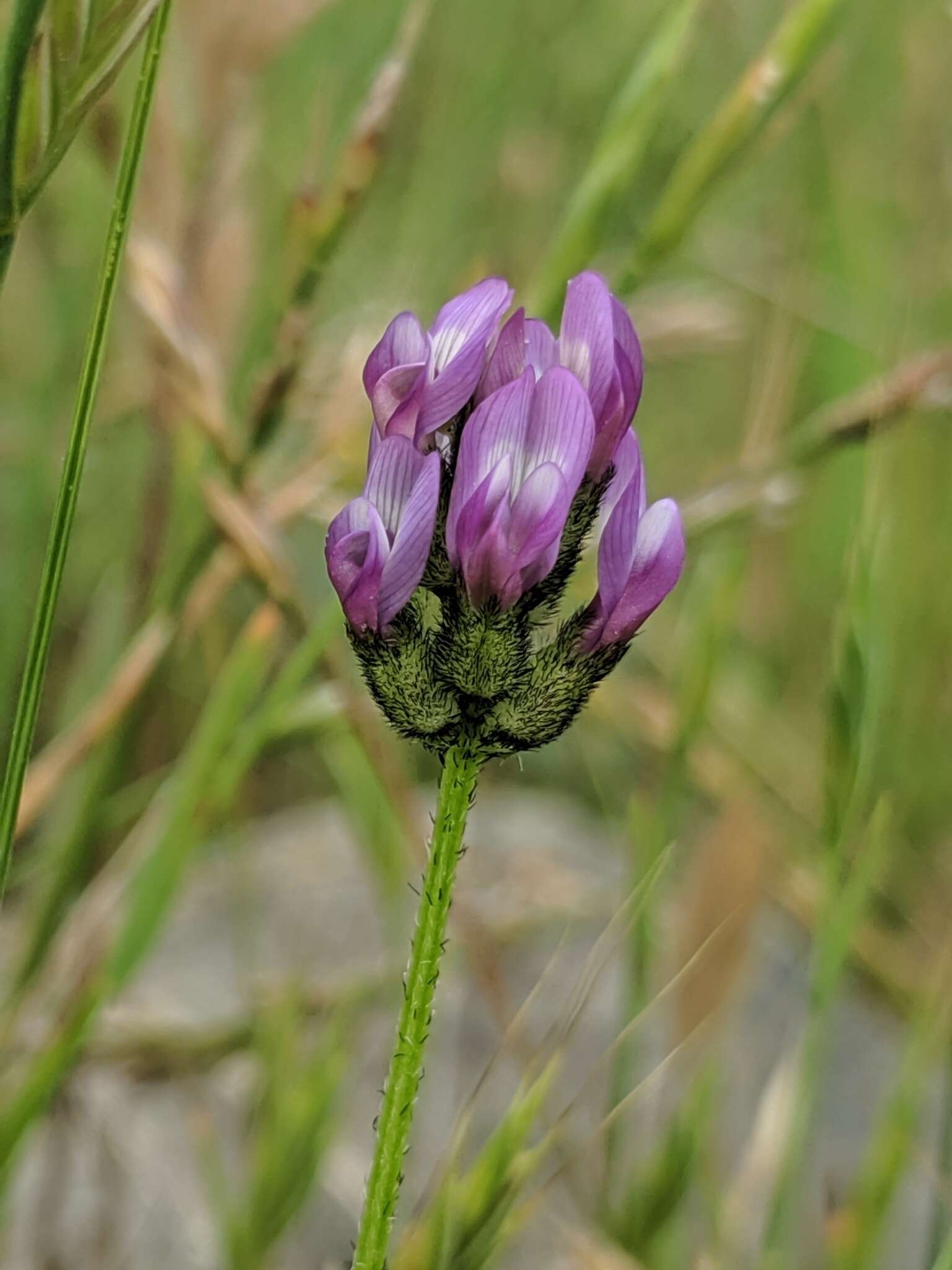 Imagem de Astragalus didymocarpus var. milesianus (Rydb.) Jeps.