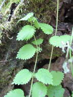 Image of stingingnettle