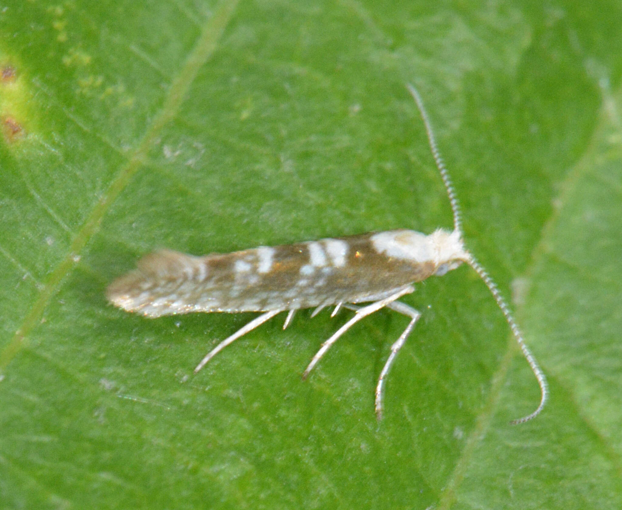 Image of Argyresthia pygmaeella Hübner 1816