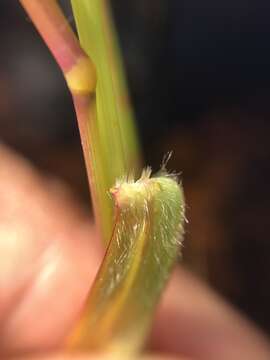 Image of fall panicgrass