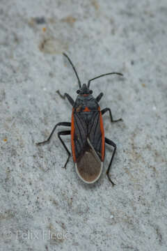 Image of Melacoryphus lateralis (Dallas & W. S. 1852)