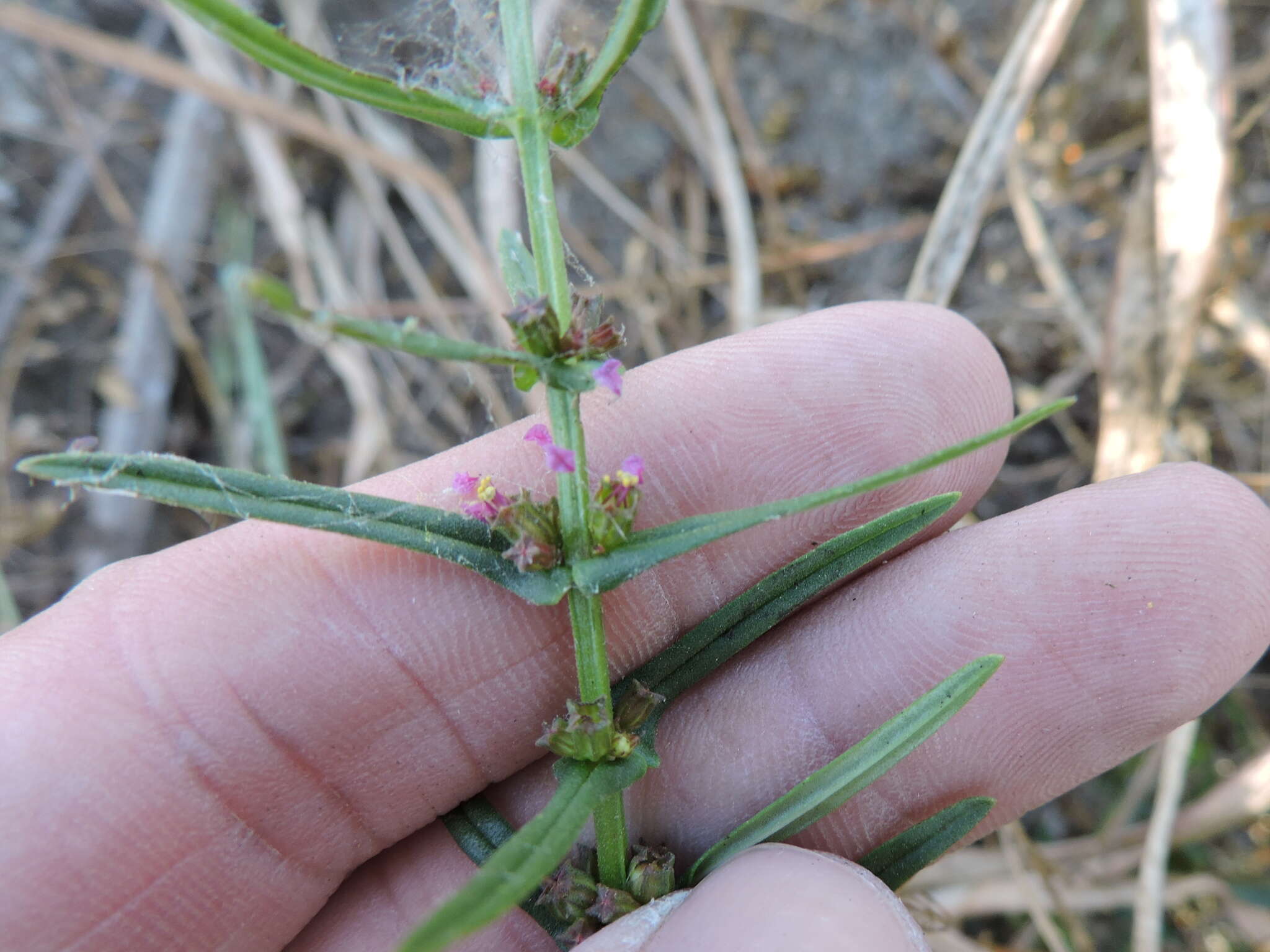 صورة Ammannia coccinea Rottb.