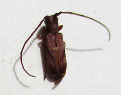 Image of Eunidia obliquevittipennis Breuning 1971