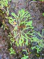 Image of Riccia canaliculata Hoffm.