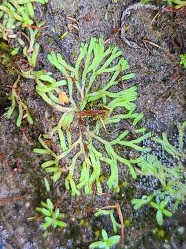 Image of Riccia canaliculata Hoffm.