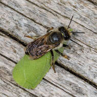 Image of Frigid Leaf-cutter Bee