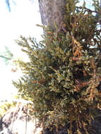 Image of western dwarf mistletoe