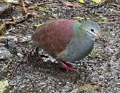 Image of Buff-fronted Quail-Dove