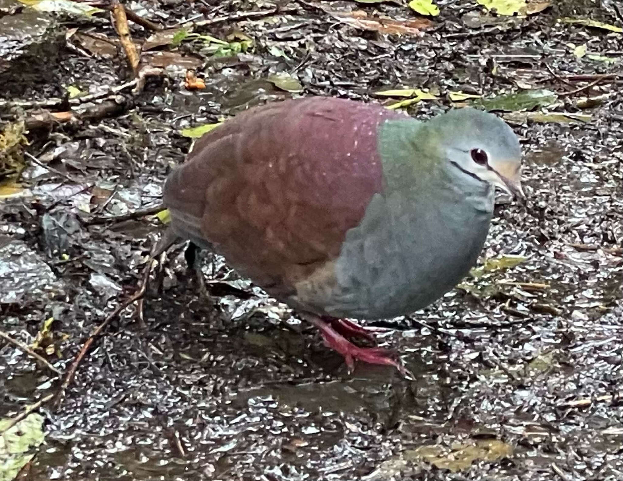 Image of Buff-fronted Quail-Dove