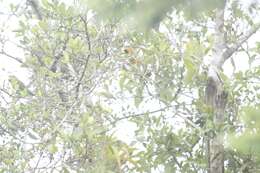 Image of Orange-crowned Oriole