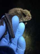 Image of Indiana Bat