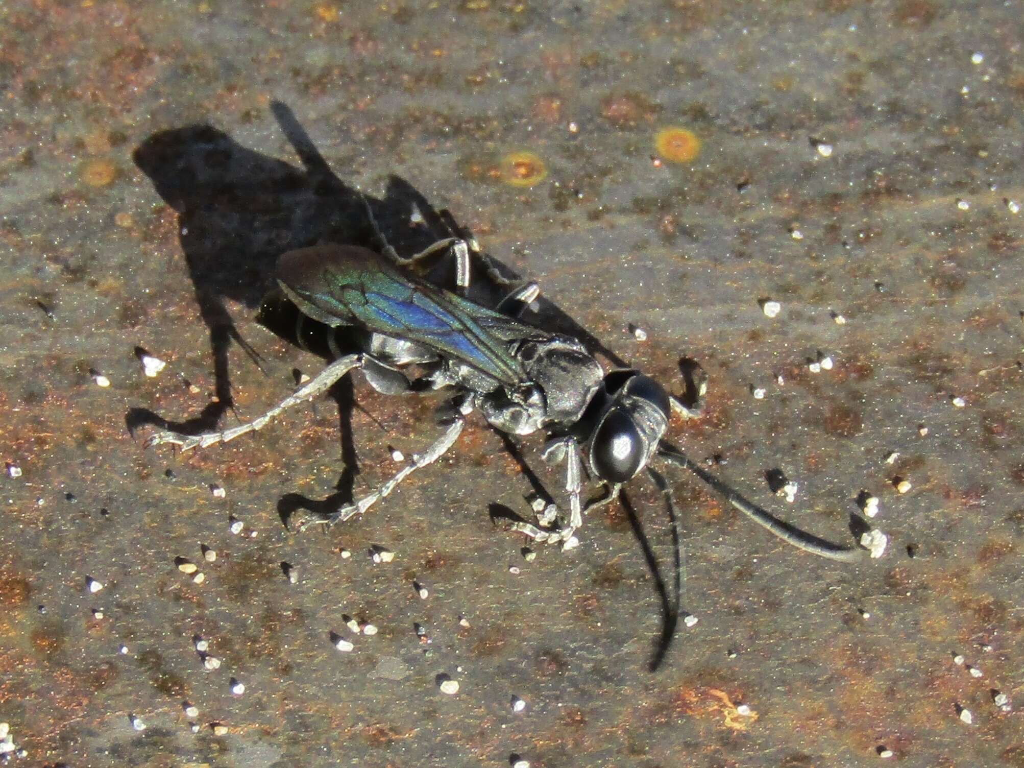 Image of Crabronid wasp