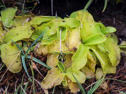 Image of Corsican Butterwort