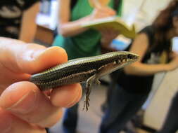 Image of Coal Skink