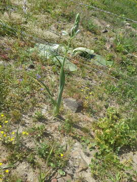 Image of Albuca canadensis (L.) F. M. Leight.