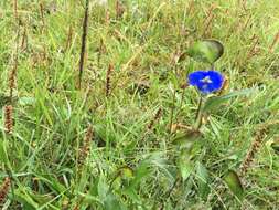 Image of commelina