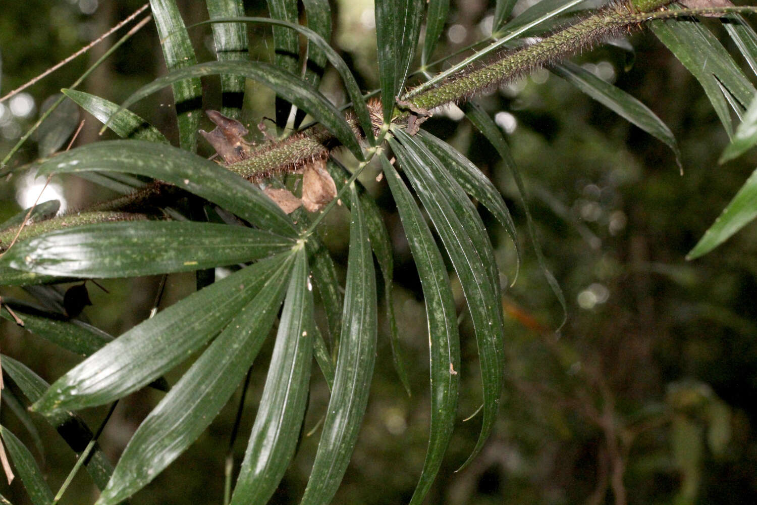 Image of Large-seeded lawyer's vine