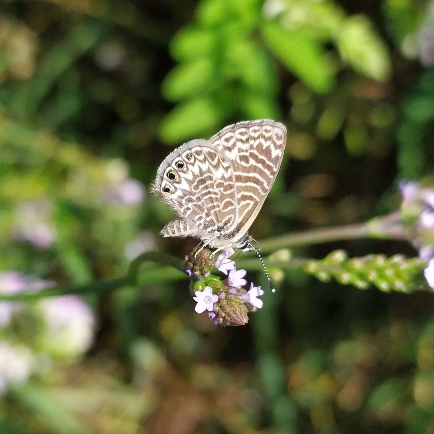 Image of Leptotes trigemmatus (Butler 1881)