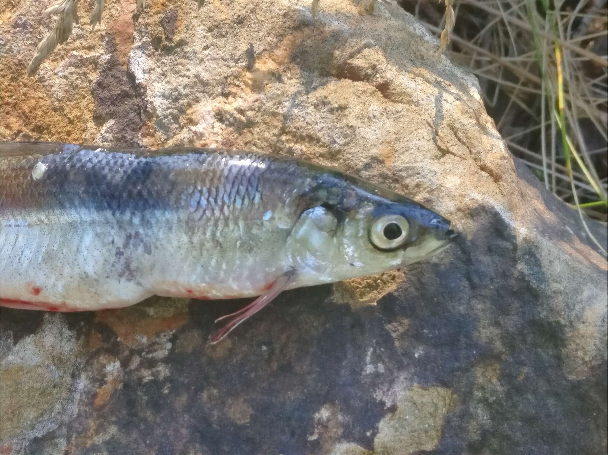 Image of Vendace