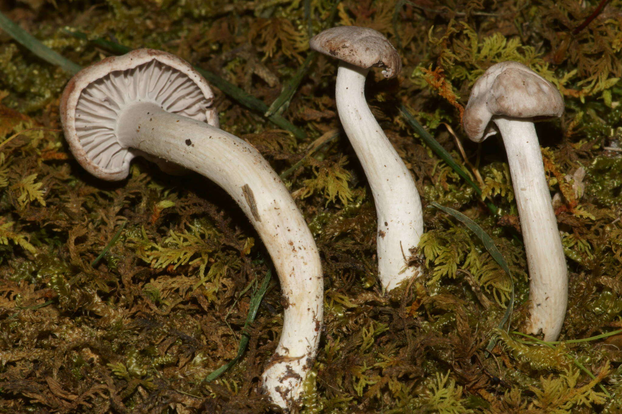 Image of Cuphophyllus canescens (A. H. Sm. & Hesler) Bon 1990