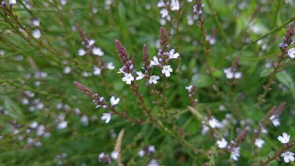 Image of Brazilian vervain