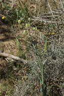 Image of Albuca decipiens U. Müll.-Doblies