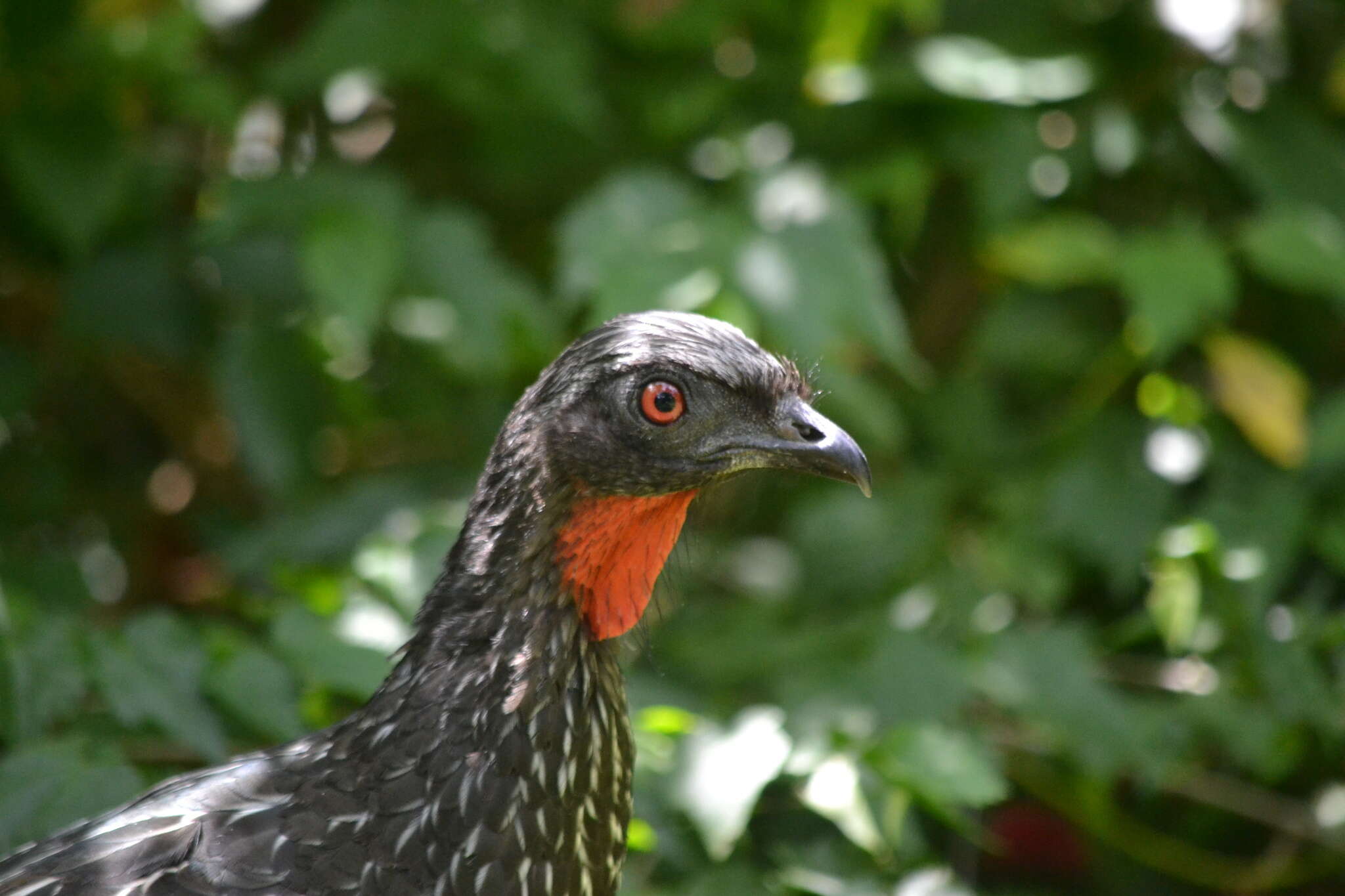 Image of Dusky-legged Guan