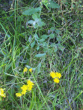 Plancia ëd Senecio banksii Hook. fil.