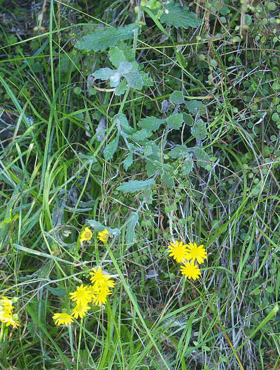 Senecio banksii Hook. fil.的圖片